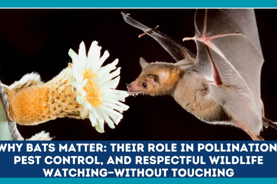 Why Bats Matter: Their Role In Pollination, Pest Control, and Respectful Wildlife Watching—Without Touching
