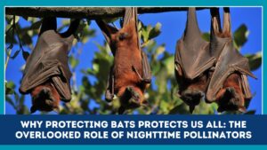 Why Protecting Bats Protects Us All: The Overlooked Role of Nighttime Pollinators