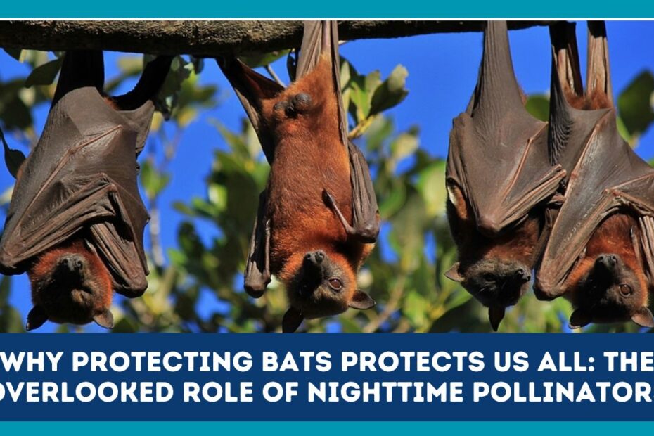 Why Protecting Bats Protects Us All: The Overlooked Role of Nighttime Pollinators